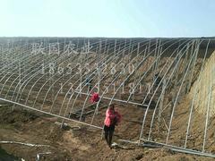 【土建溫室大棚建設(shè)_土建溫室大棚設(shè)計(jì)_土建溫室大棚承建】土建溫室大棚建設(shè)_土建溫室大棚設(shè)計(jì)_土建溫室大棚承建批發(fā)價(jià)格,廠家,圖片,淄博聯(lián)國農(nóng)業(yè)發(fā)展 -